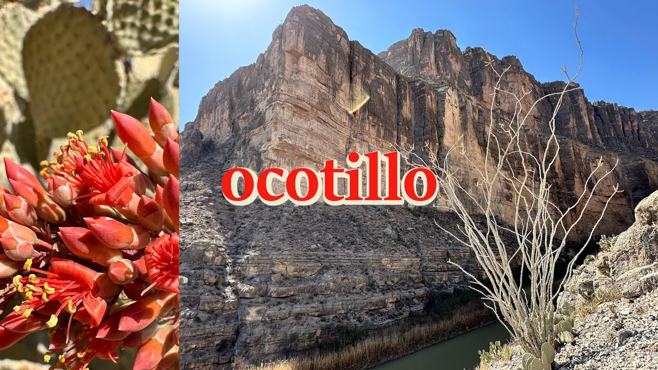 Native Uses of Ocotillo