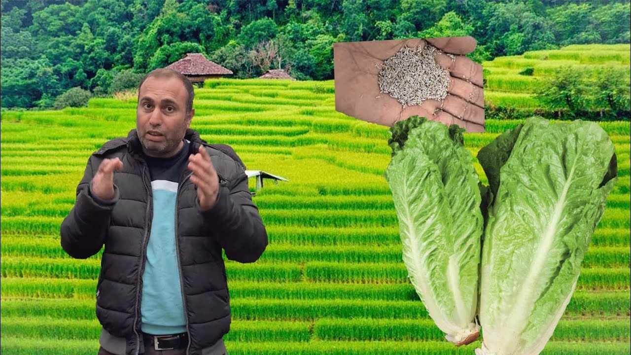 الزراعة في ألمانيا | زراعة بذور الخس البلدي | 18.04.21