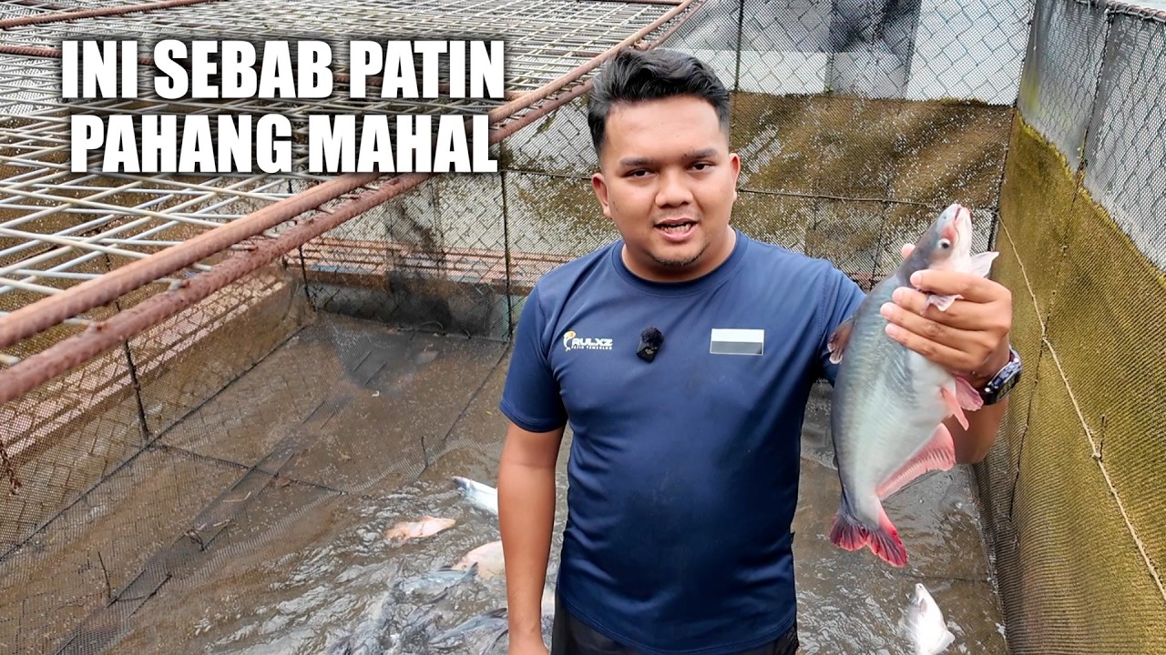 Ini Sebab Patin Pahang Mahal