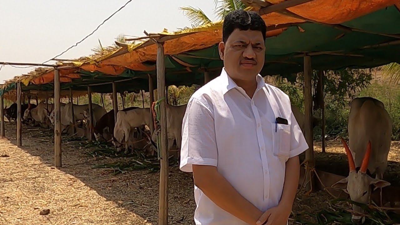 राजुशेठ जवळेकर यांची मुलाखत / पुणे बैलगाडा शेर्यत / khillar cow