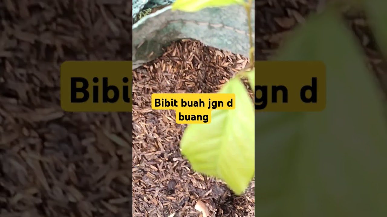 Tanam aja untuk penghijauan 