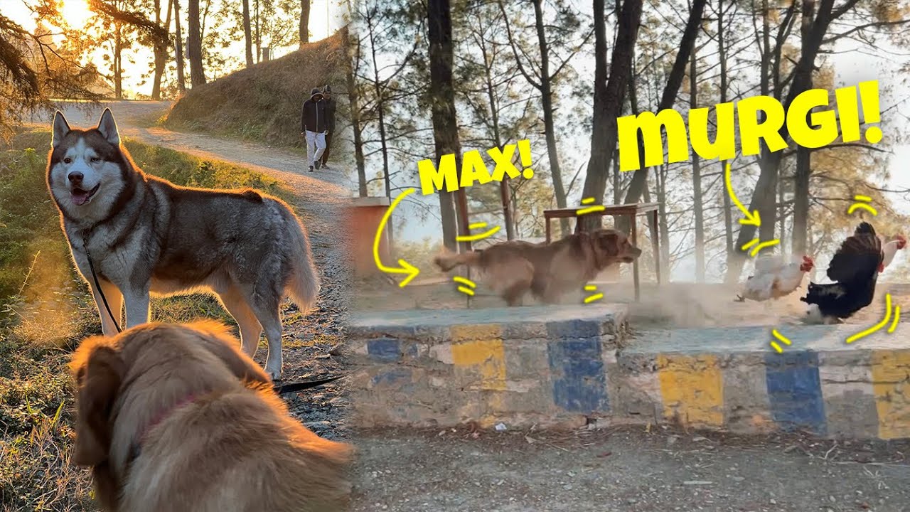 Max ne Murgi pel di Morning hike par😟😧 | @THE HIMALAYAN HUSKY