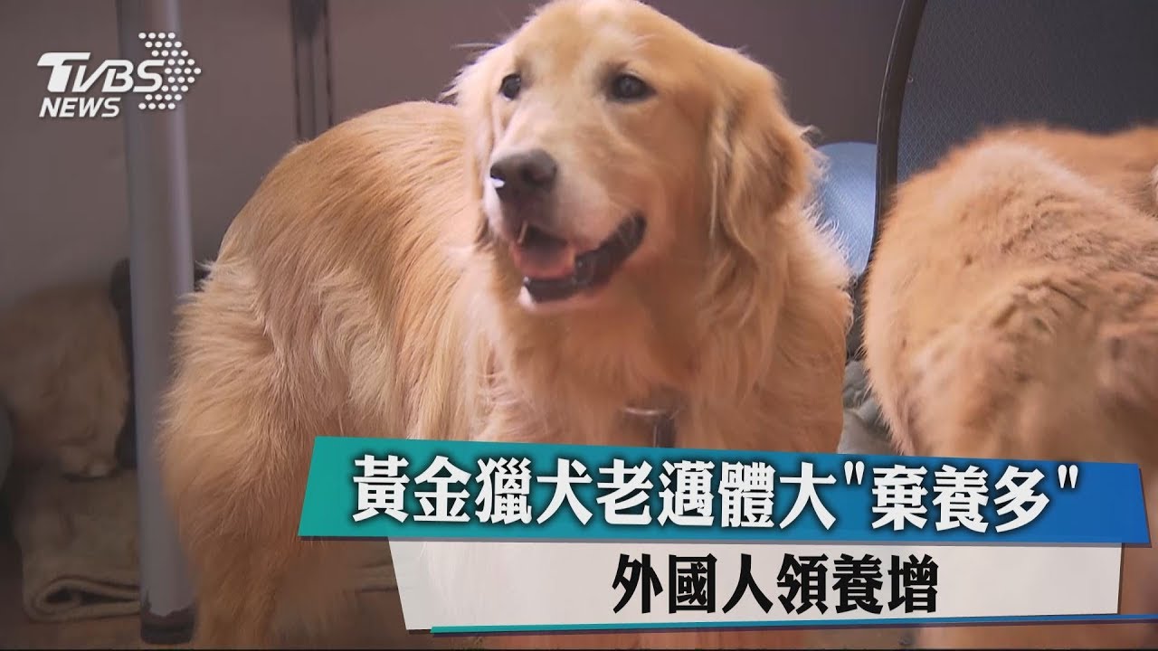 黃金獵犬老邁體大