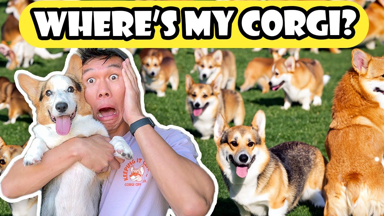 Более 2200 корги на CorgiCon! ВСЕ БИЛЕТЫ РАСПРОДАНЫ! || Жизнь после колледжа: Эпизод 763