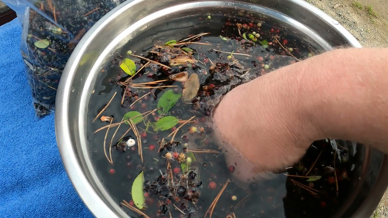 Harvesting Wild Evergreen Huckleberries To Make Pies