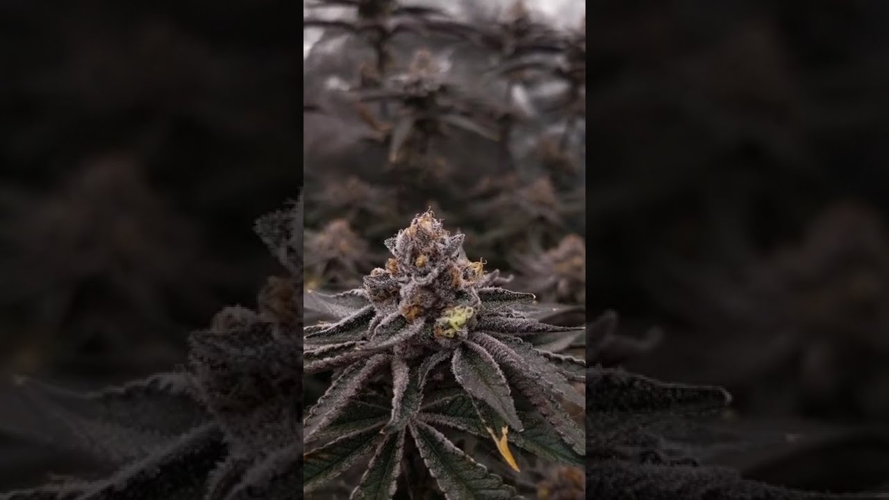 🍊 Orange Bud 2.0 by @DutchPassionAmsterdam  #cannabiscommunity #homegrown #cannabiscontent