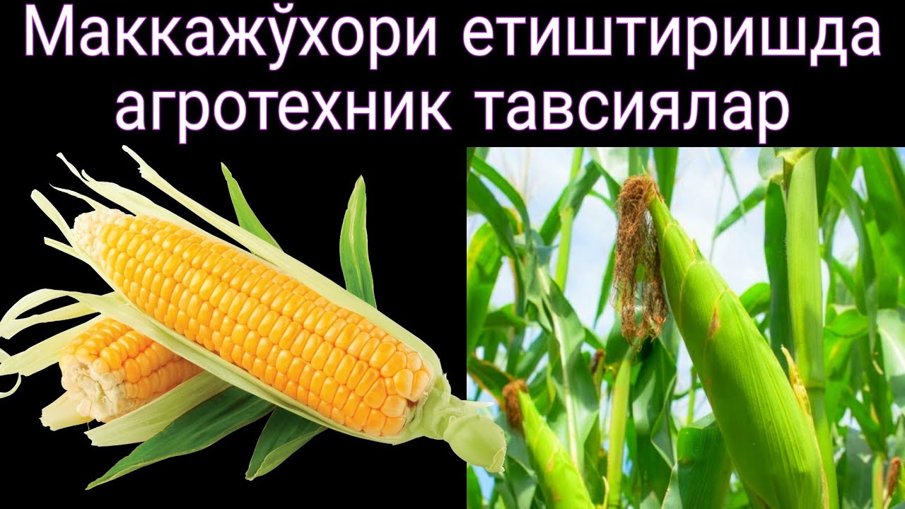 Маккажўхори етиштиришда агротехник тавсиялар