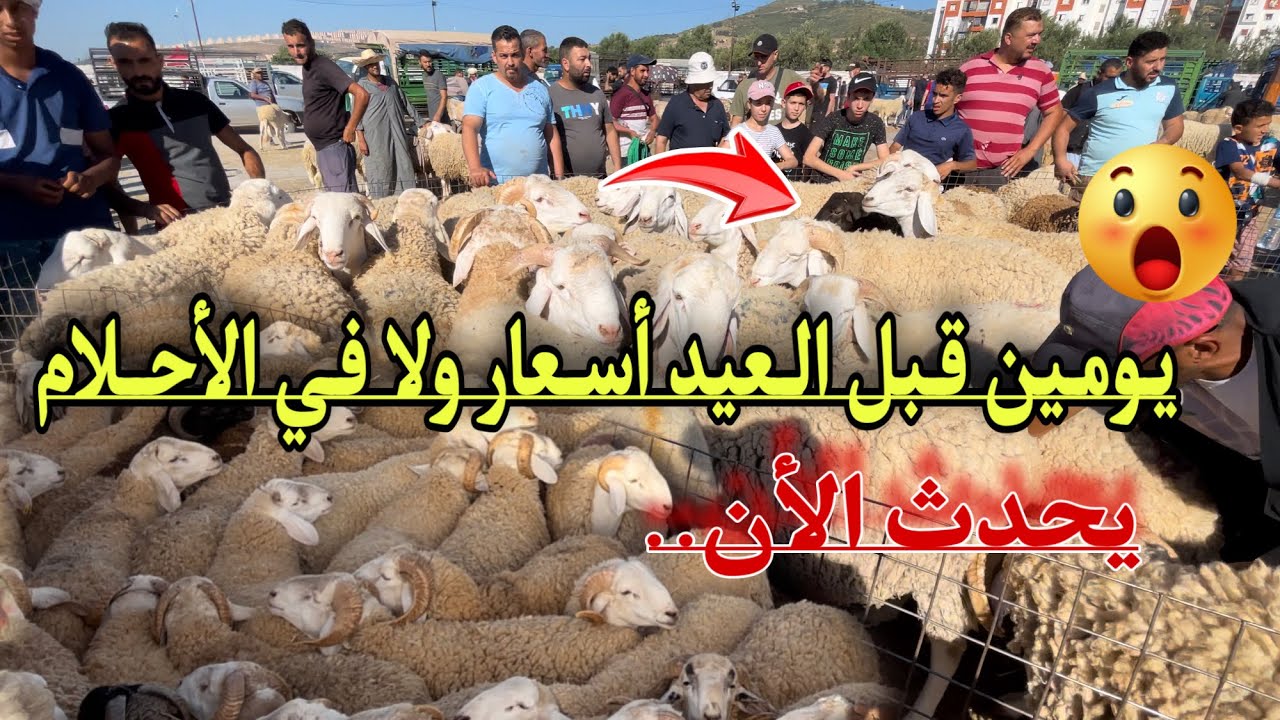 يحدث الأن ..في سوق الأربعاء للمواشي/أسعار ولا في الأحلام للخرفان و الكباش لعيد الأضحى 2024 يومين قبل
