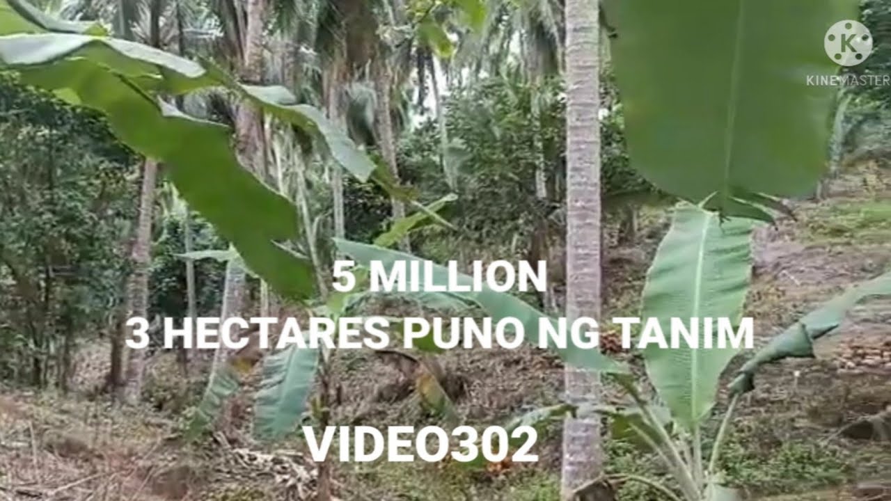 FARM LAND NA PUNONG PUNO NG TANIM