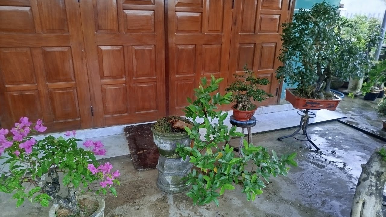 Chiều 5/3...#0349763373 ... Glae một số cây cảnh giá rẻ bao ship toàn Quốc 