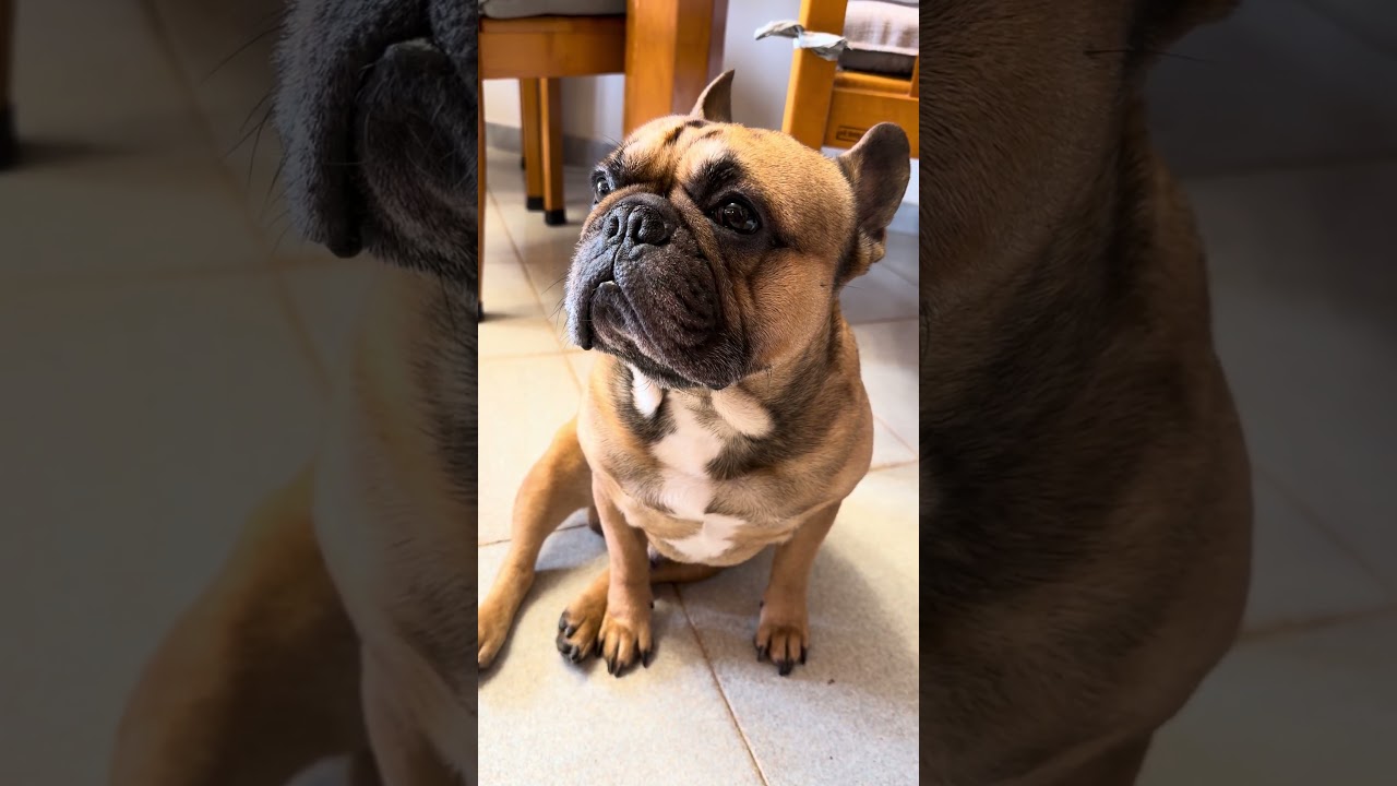 #bulldogfrancese