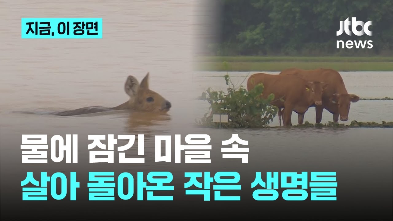 [밀착 미방영분] 물에 잠긴 마을 속 살아 돌아온 작은 생명들｜지금 이 장면