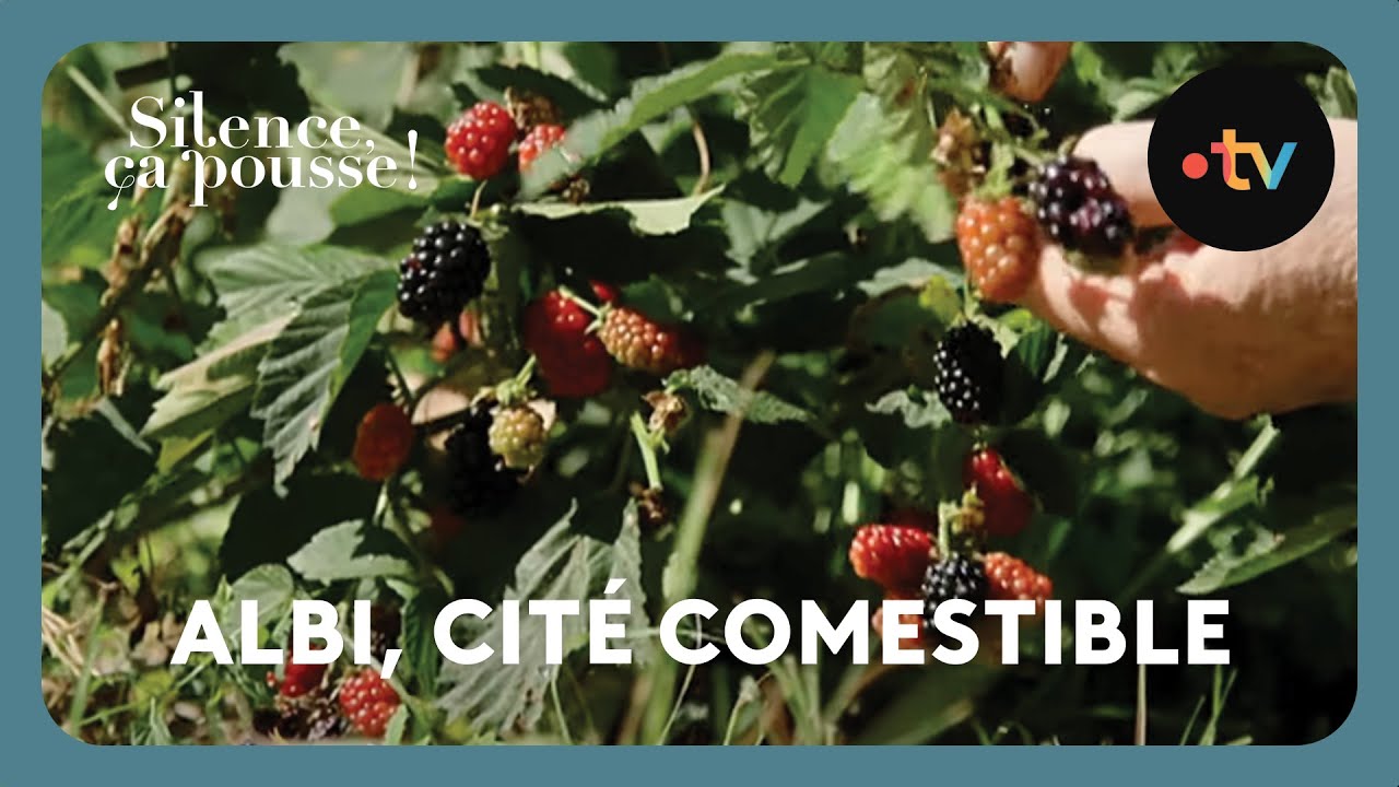 Albi, cité comestible - Silence, ça pousse !