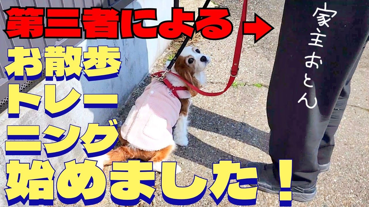 今後のために第三者によるお散歩トレーニングを始めました！