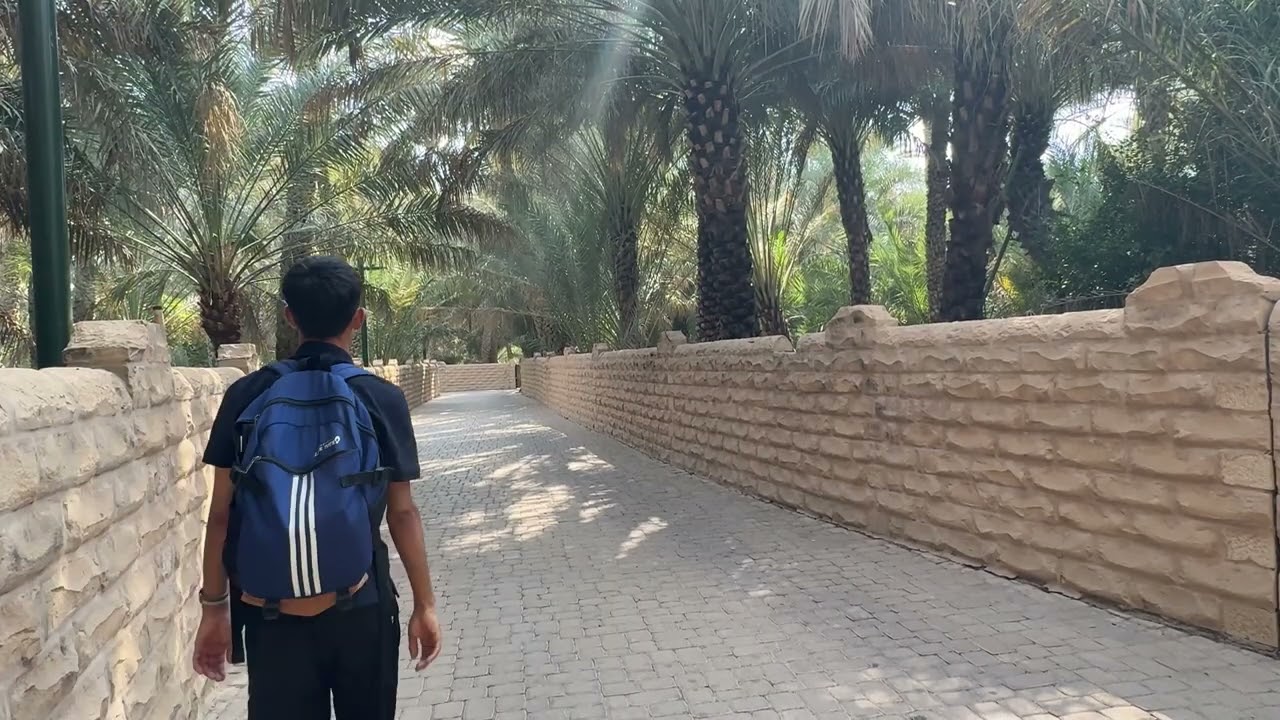 Exploring the evergreen dates plant of Al ain oasis #alain #dates #evergreen #explore 