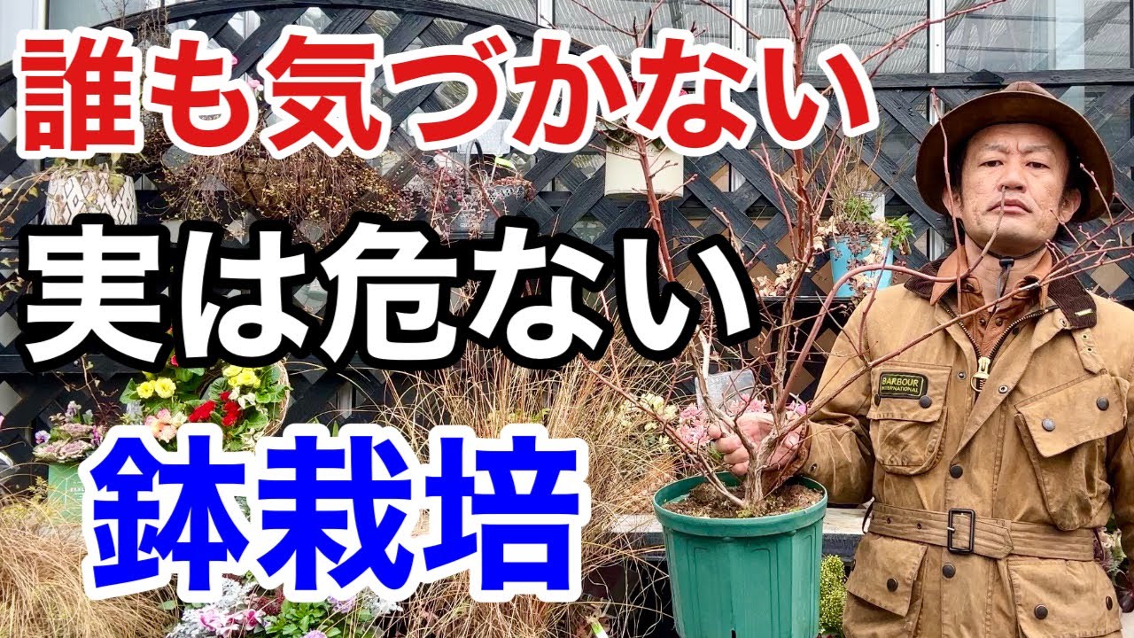【植え替えしないは罪】冬に必ずやるべき植え替え方法教えます　　　　　　　　【カーメン君】【園芸】【ガーデニング】【初心者】