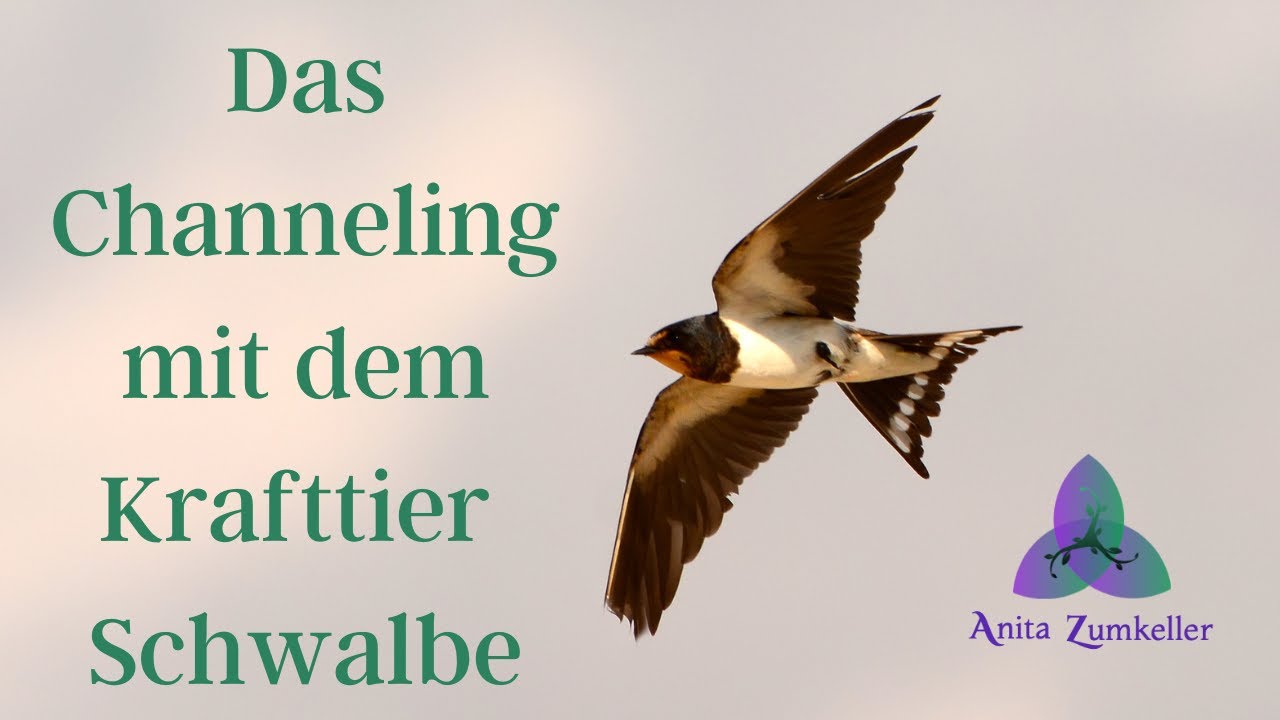 Krafttier Channeling Schwalbe