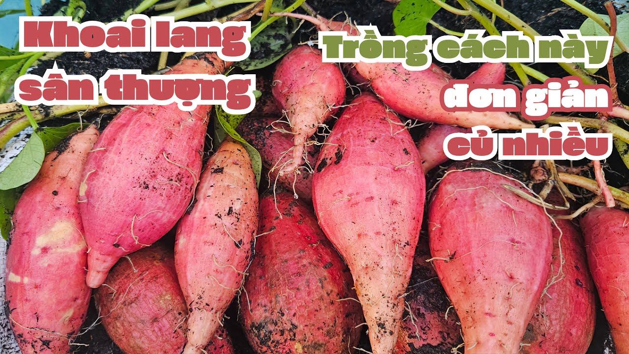 Trồng khoai lang cách này cho rất nhiều củ