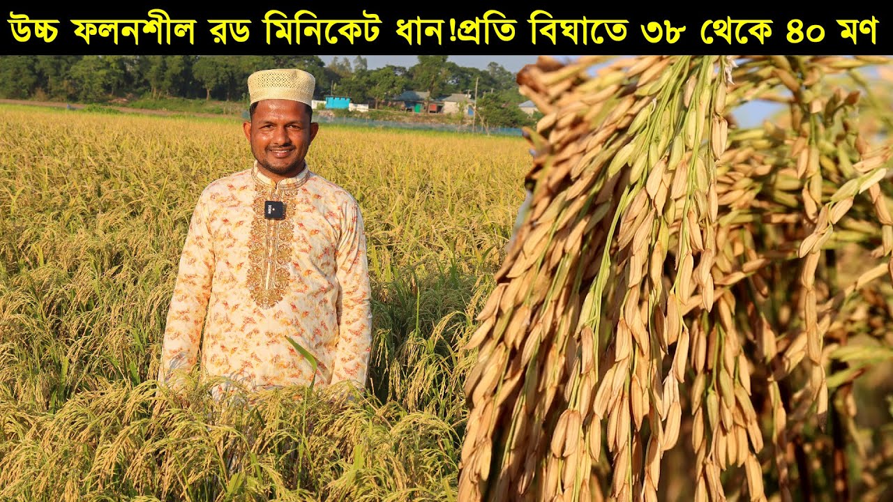 উচ্চ ফলনশীল রড মিনিকেট ধান!প্রতি বিঘাতে ৩৮ থেকে ৪০ মণ ধান উৎপাদন করেন আসমাউল মন্ডল।