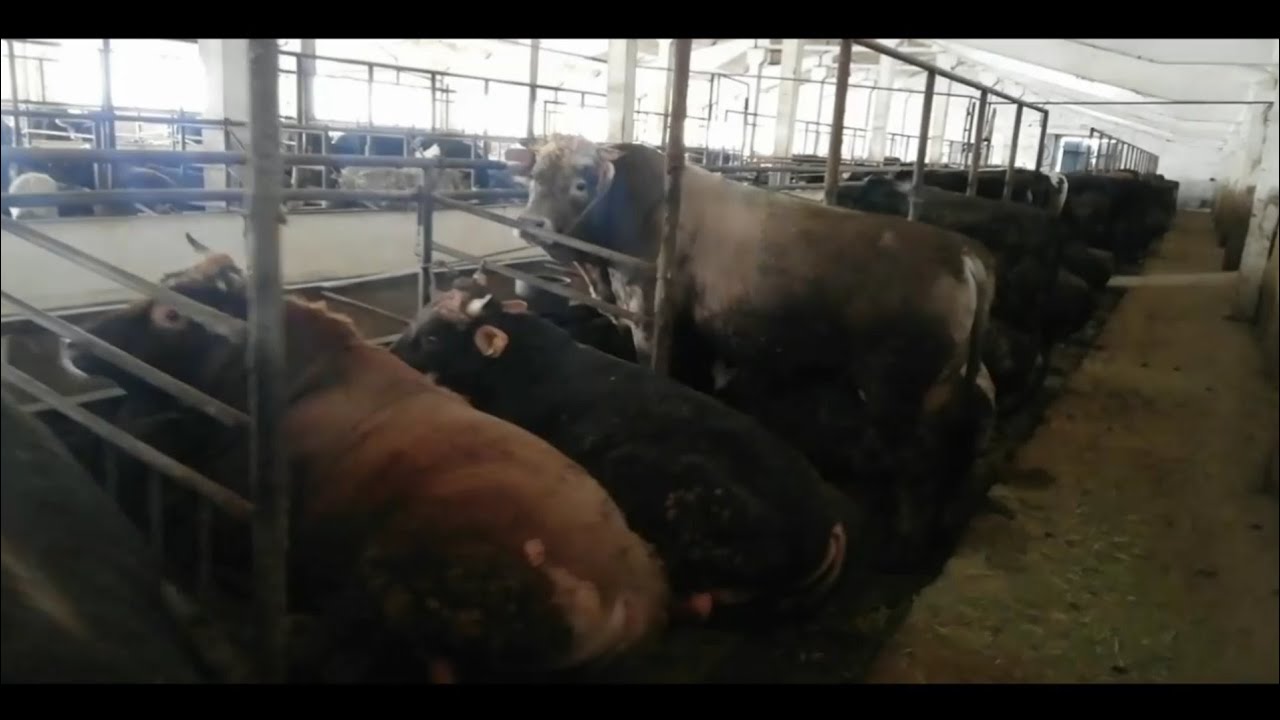 250🐂БУКА Кашар №3 БИШКЕК ИВАНОВКА