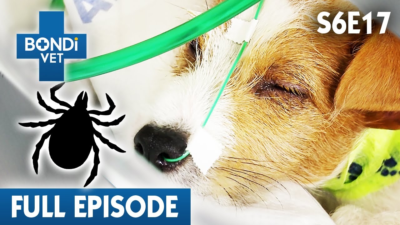 Tick Poison Spreads Rapidly Through Tiny Puppy! | Bondi Vet Season 6 Ep17 | Bondi Vet Full Episodes