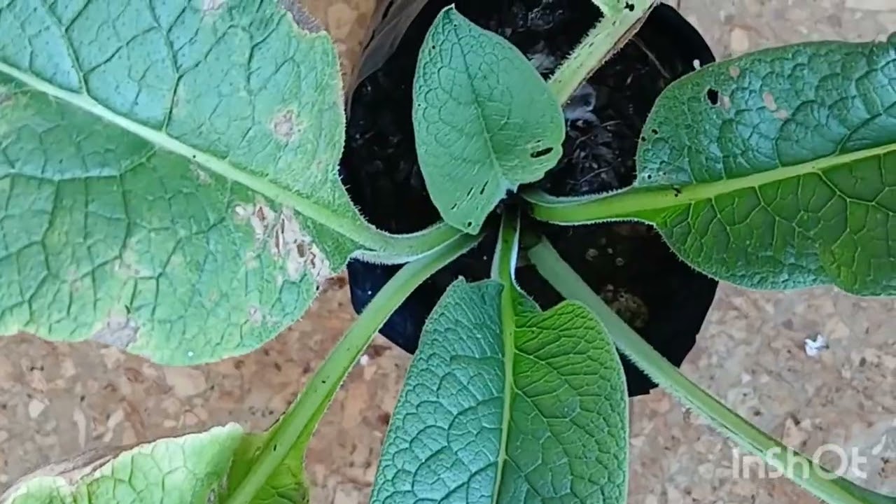 Please take a little tour with me on my Veranda garden.  I love ❤️ it. Gardening# farming
