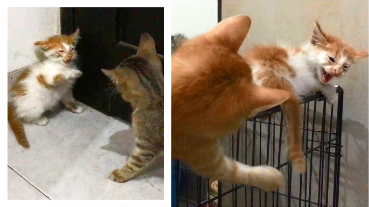 First Time The Rescue Kitten Meet With The Other Kittens, Angry & Hissing - Cats Meowing