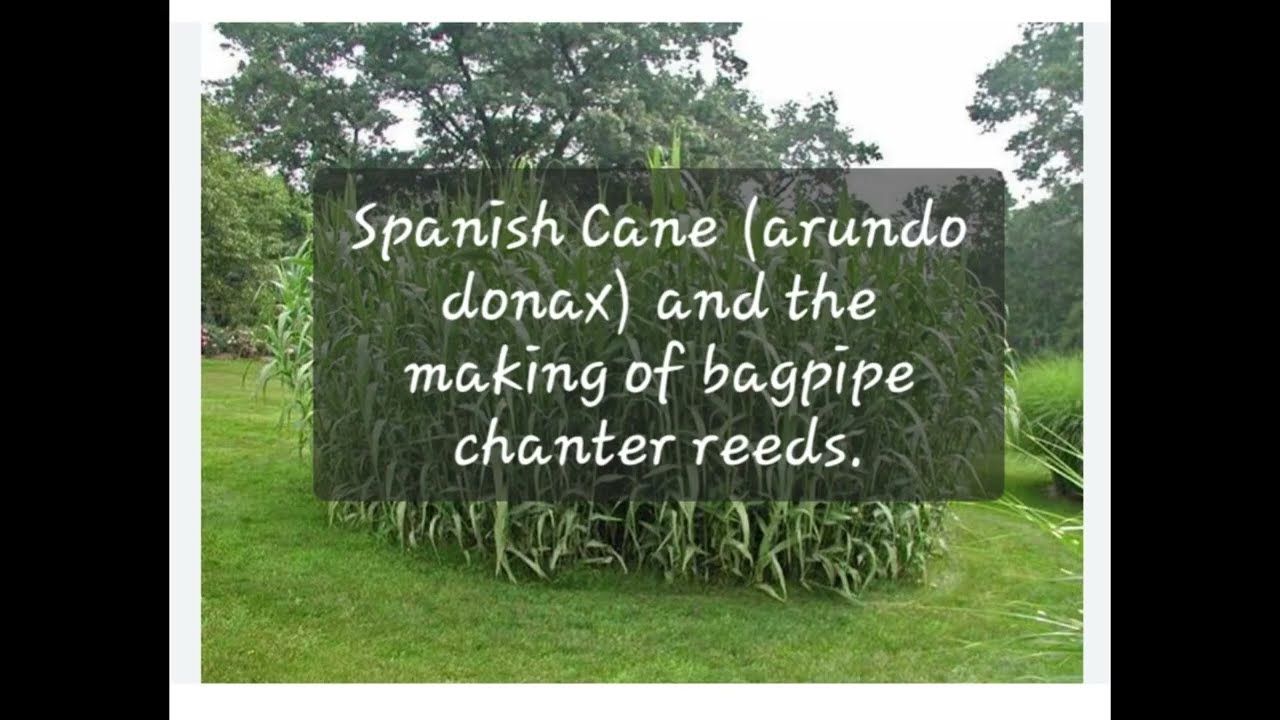 Spanish Cane - for bagpipe chanter reeds.