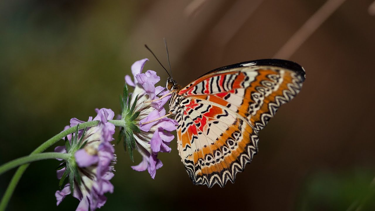 Introduction to Phylum Arthropoda: 1.3 Million Species and Counting