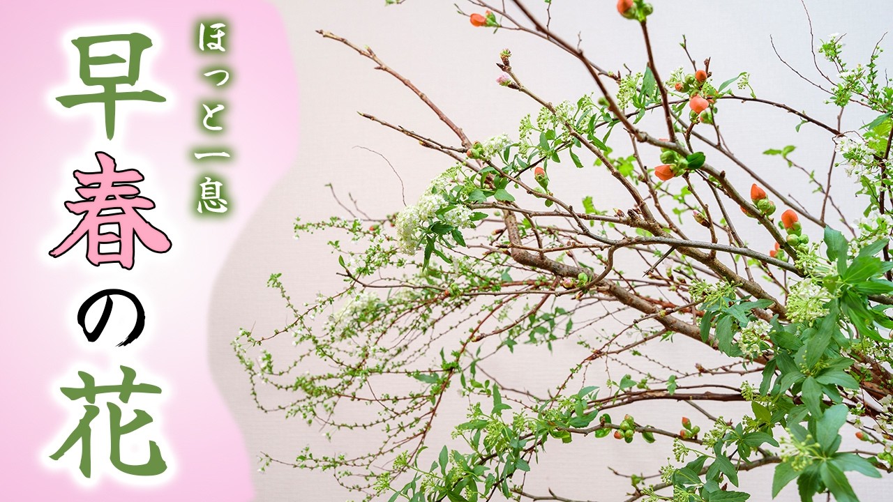 華道家が生ける。春を呼び込む、早春の花