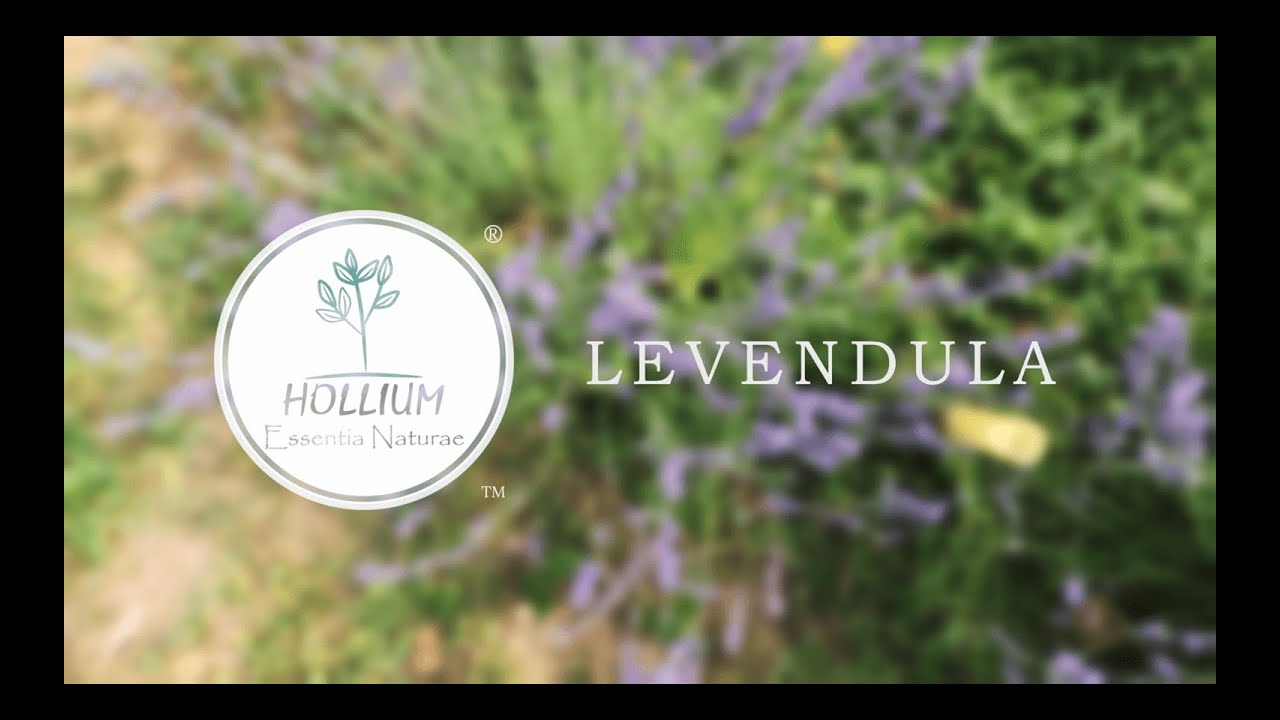 Levendula