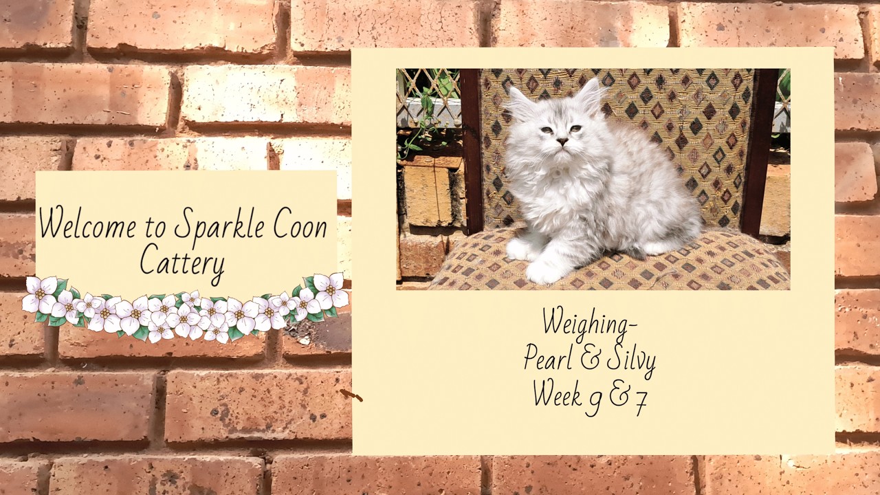 Sparkle Coon Cattery: Pearl & Silvy's litters, Weighing part 2