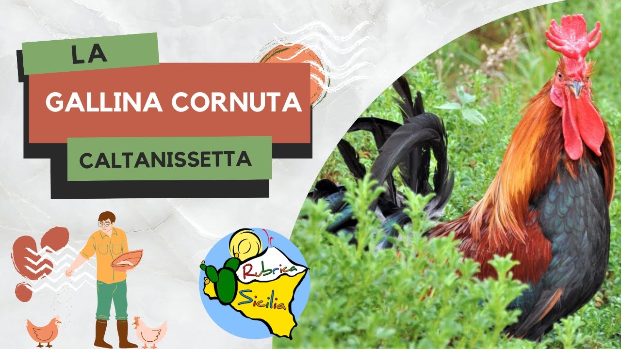 LA LEGGENDA DELLA GALLINA CORNUTA DI CALTANISSETTA