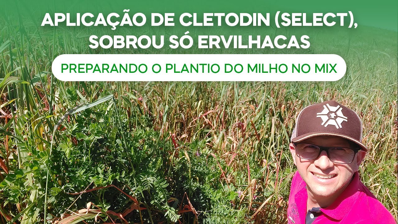 Após aplicação de Clethodim-Select, sobrou ervilhacas. Preparando o Plantio do Milho no MIX (v.122)