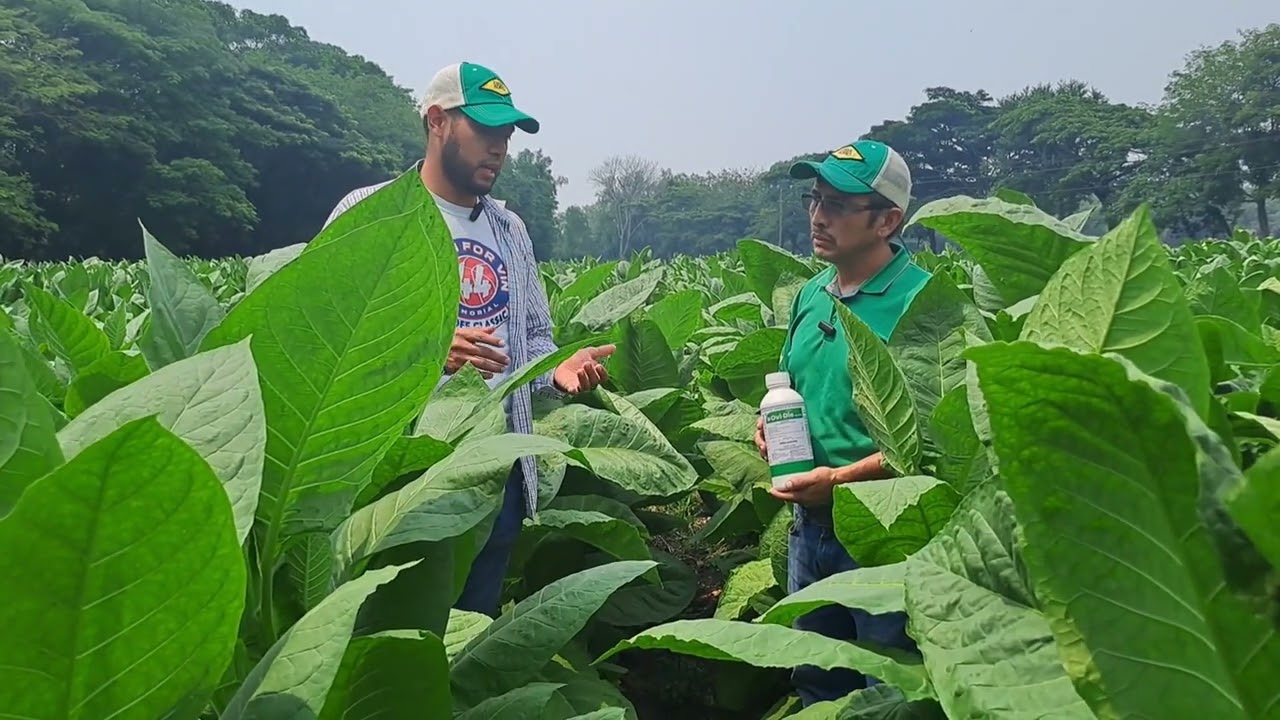 😱 ¡Hacé de 𝐎𝐕𝐈 𝐃𝐈𝐄 tu solución de confianza y protege tus cultivos!