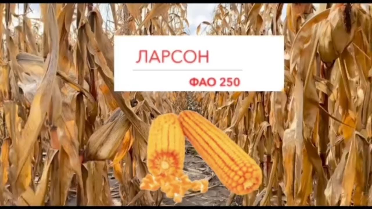 Кукурудза Ларсон ФАО 250