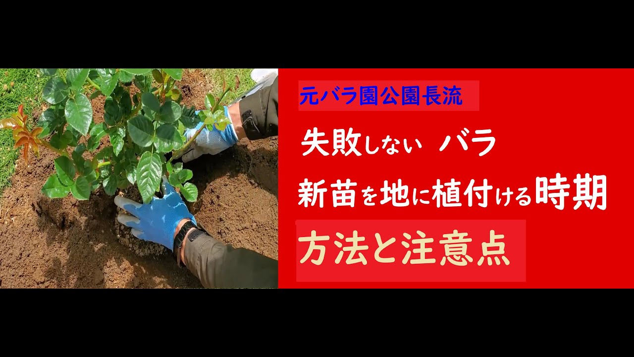 失敗しない新苗を地に植付ける時期　方法と注意点　元バラ園公園長流