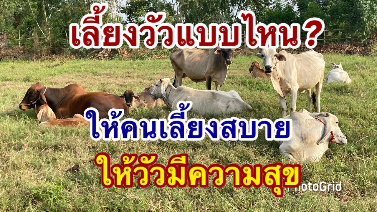 EP7 เลี้ยงวัวแบบไหน? ให้คนเลี้ยงสบาย ให้วัวมีความสุข