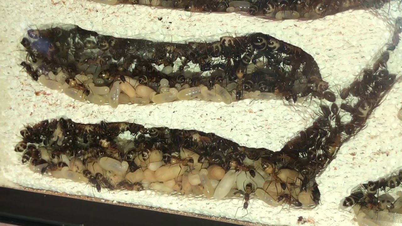 Gemeinschaftsbecken Camponotus fellah & Temnothorax nylanderi