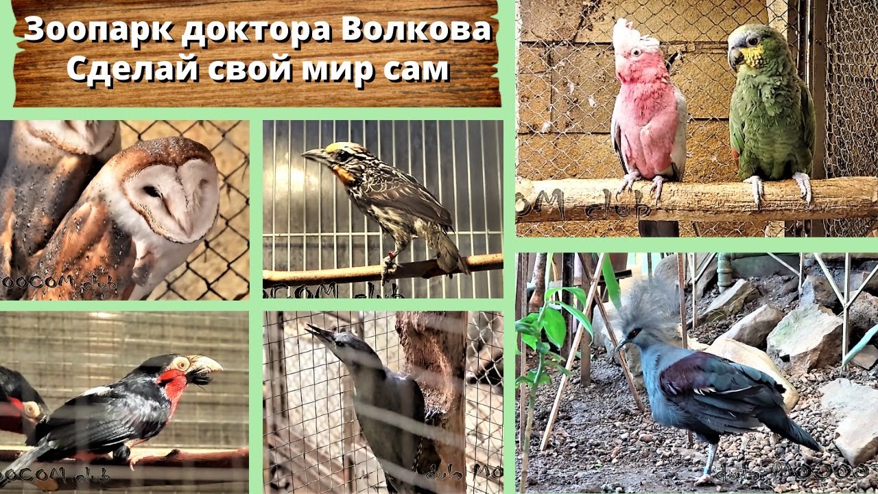 Зоопарк доктора Волкова. Сделай свой мир сам.