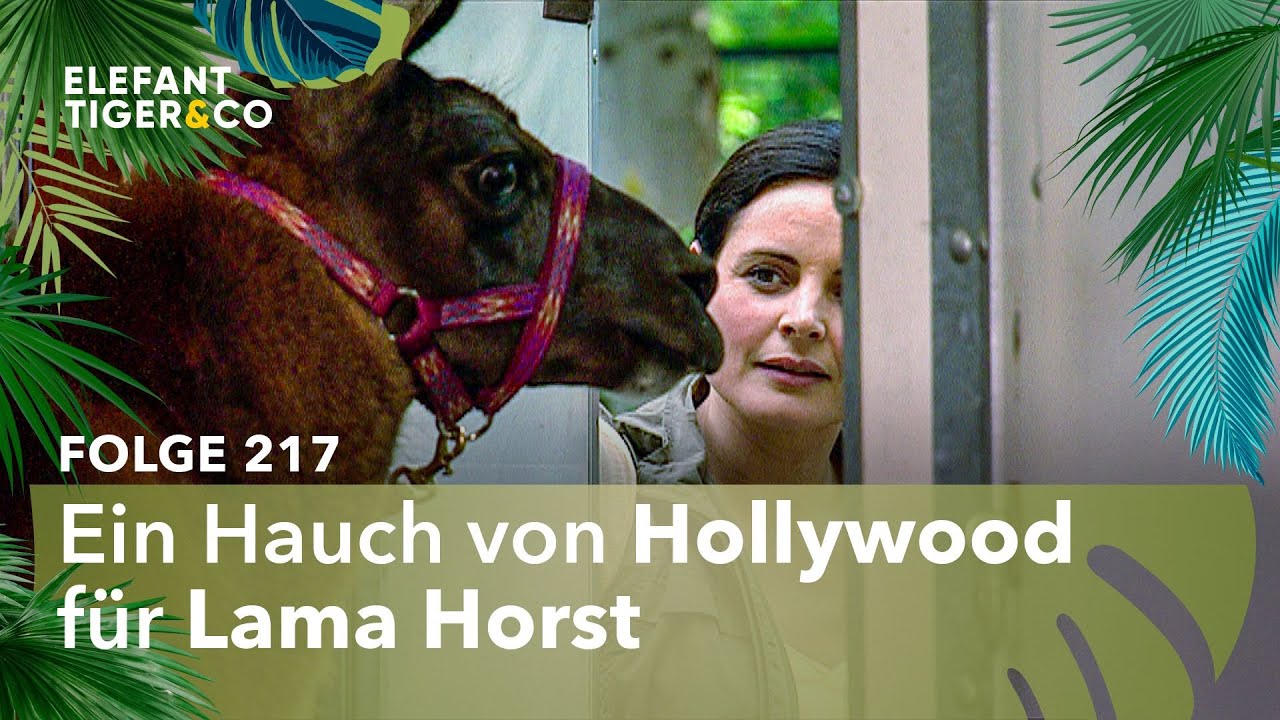 Lama Horst wird zum Hollywood Star (Folge 217) | Elefant, Tiger & Co. | MDR