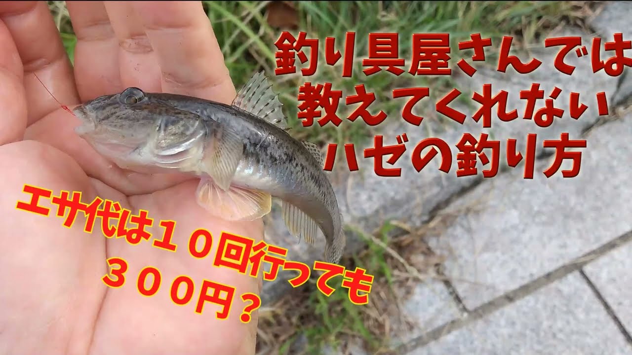 釣り具屋さんでは教えてくれないハゼの釣り方。エサ代１０回で３００円？