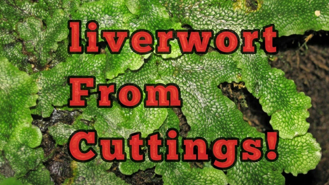 How To Grow Liverwort From Cuttings