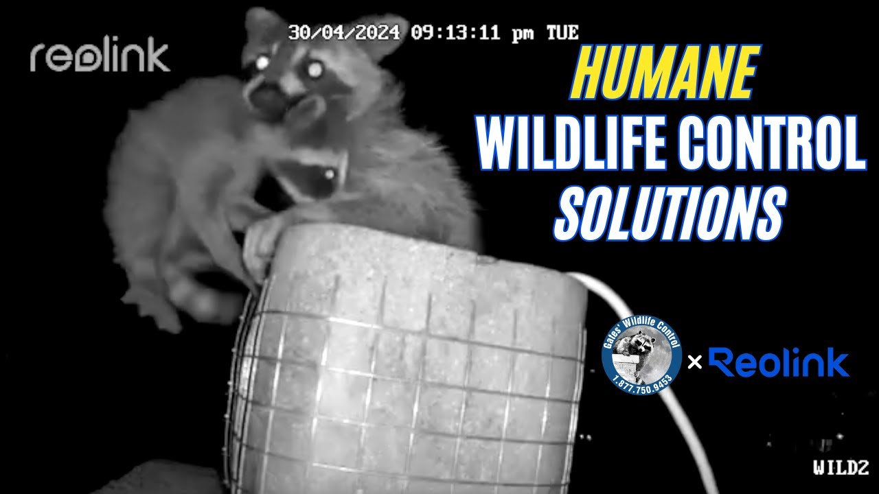 Humane Wildlife Control Solutions: Gates Wildlife x Reolink