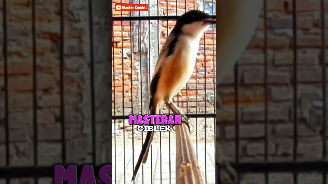 MASTERAN SUPER NYARING 