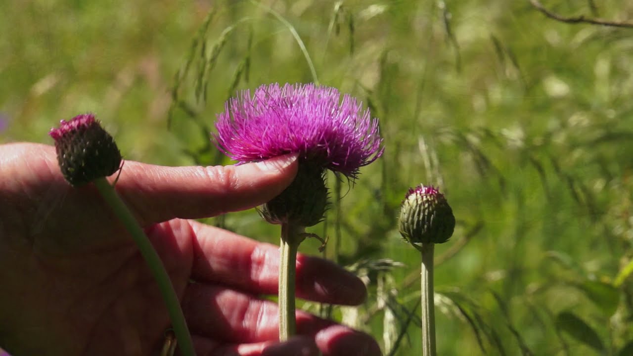 Wild Flowers of Teesdale