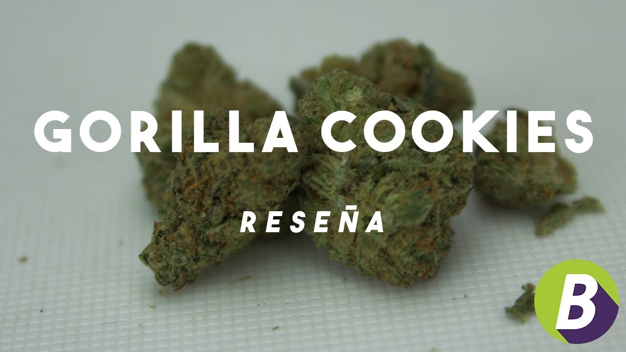GORILLA COOKIES - Rese&ntilde;a de Variedad de Cannabis LEGAL