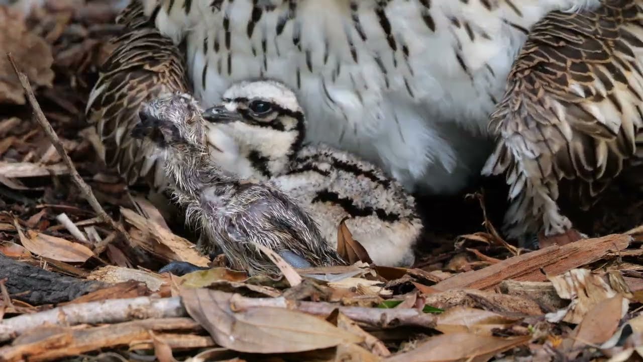 Bush Stone-Curlews | Hatching