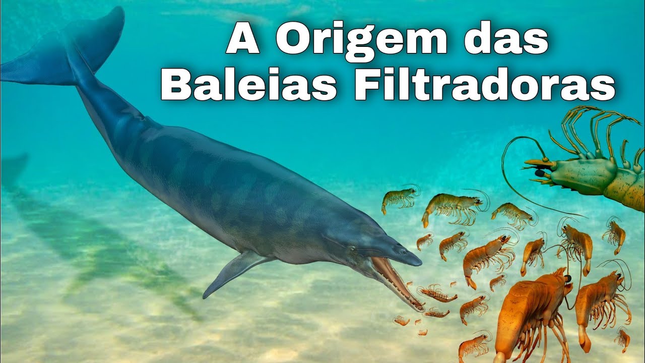 Como as Baleias se Tornaram Filtradoras?
