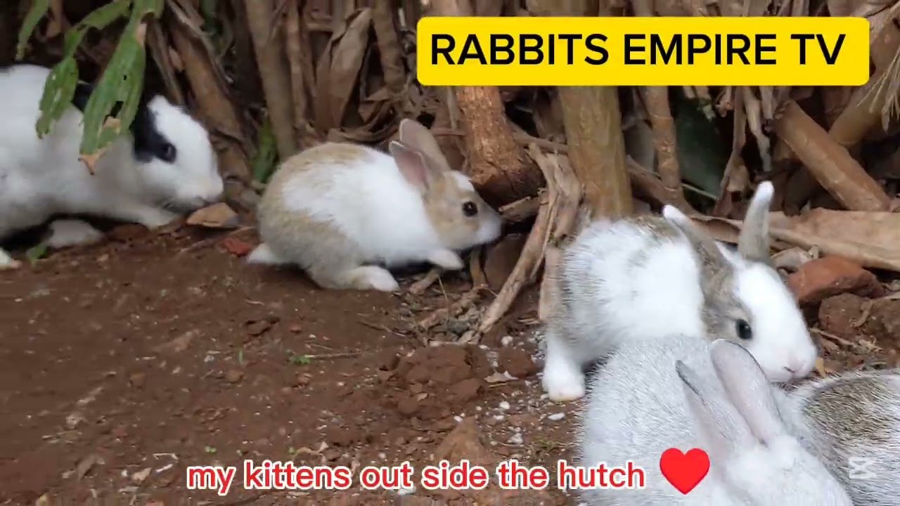 Watching till the end these videos where my kittens are growing well and enjoying outside the cage🤗🐇